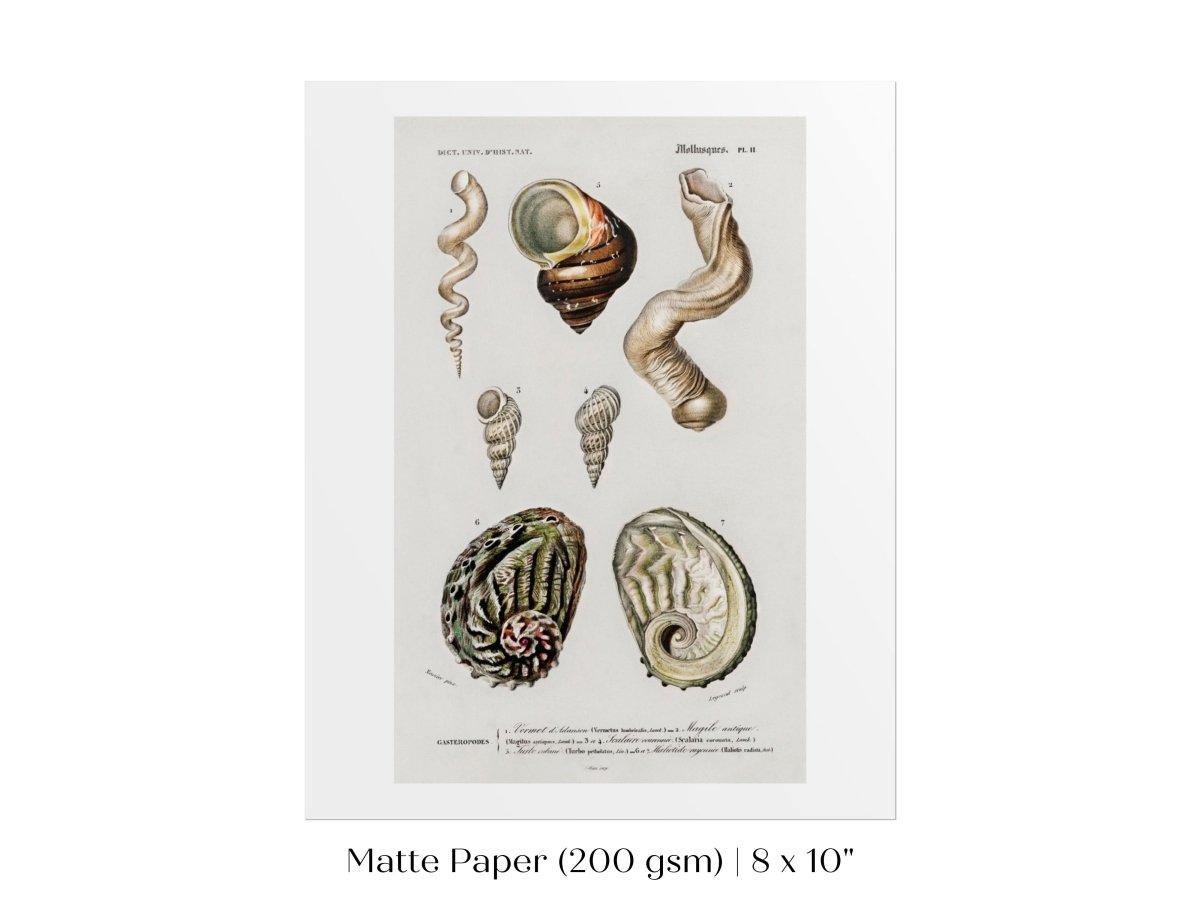 Shell/Mollusk Illustration | P229 - Single Art Prints - Piccolo Fiore Prints