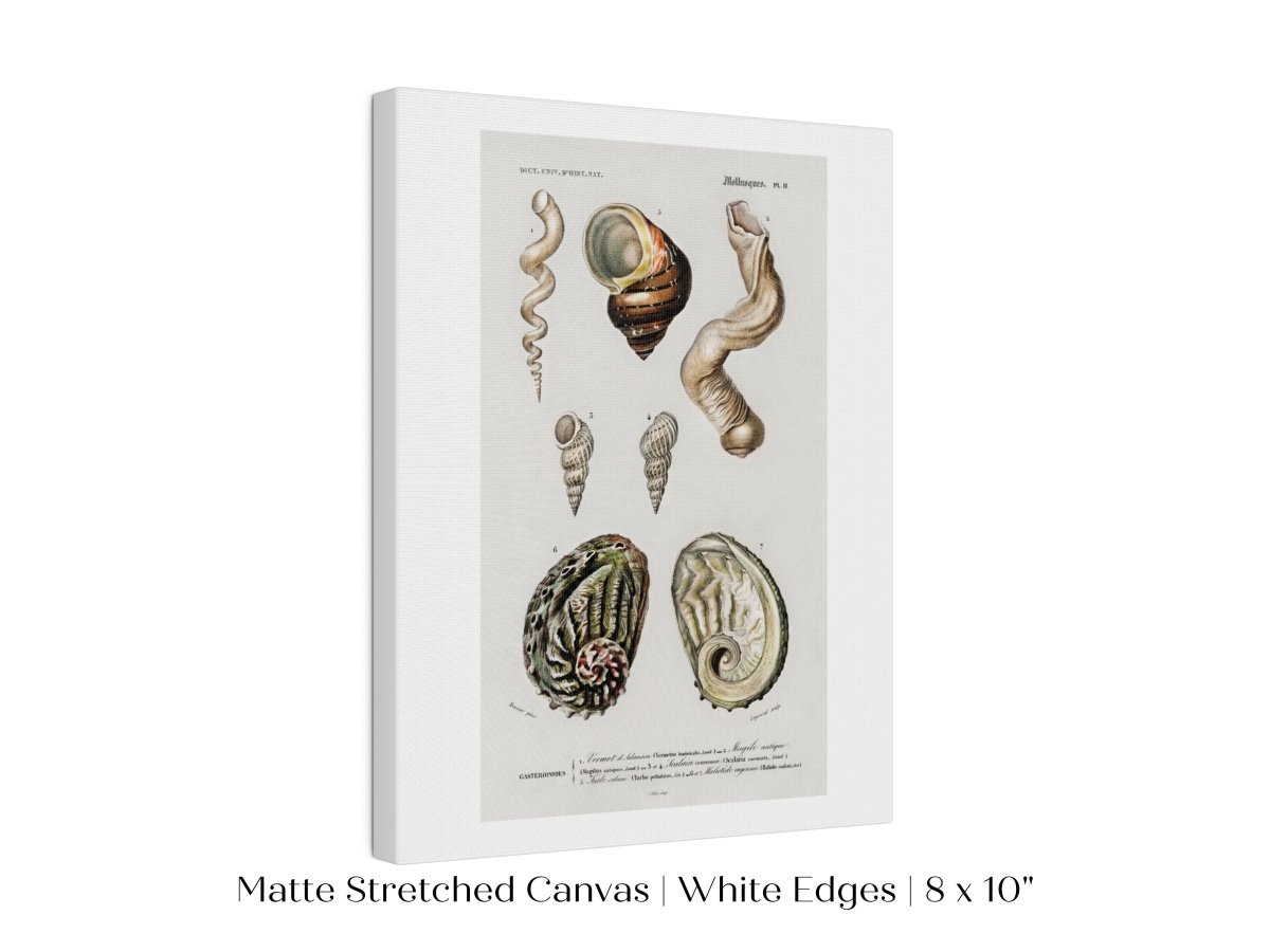 Shell/Mollusk Illustration | P229 - Single Art Prints - Piccolo Fiore Prints