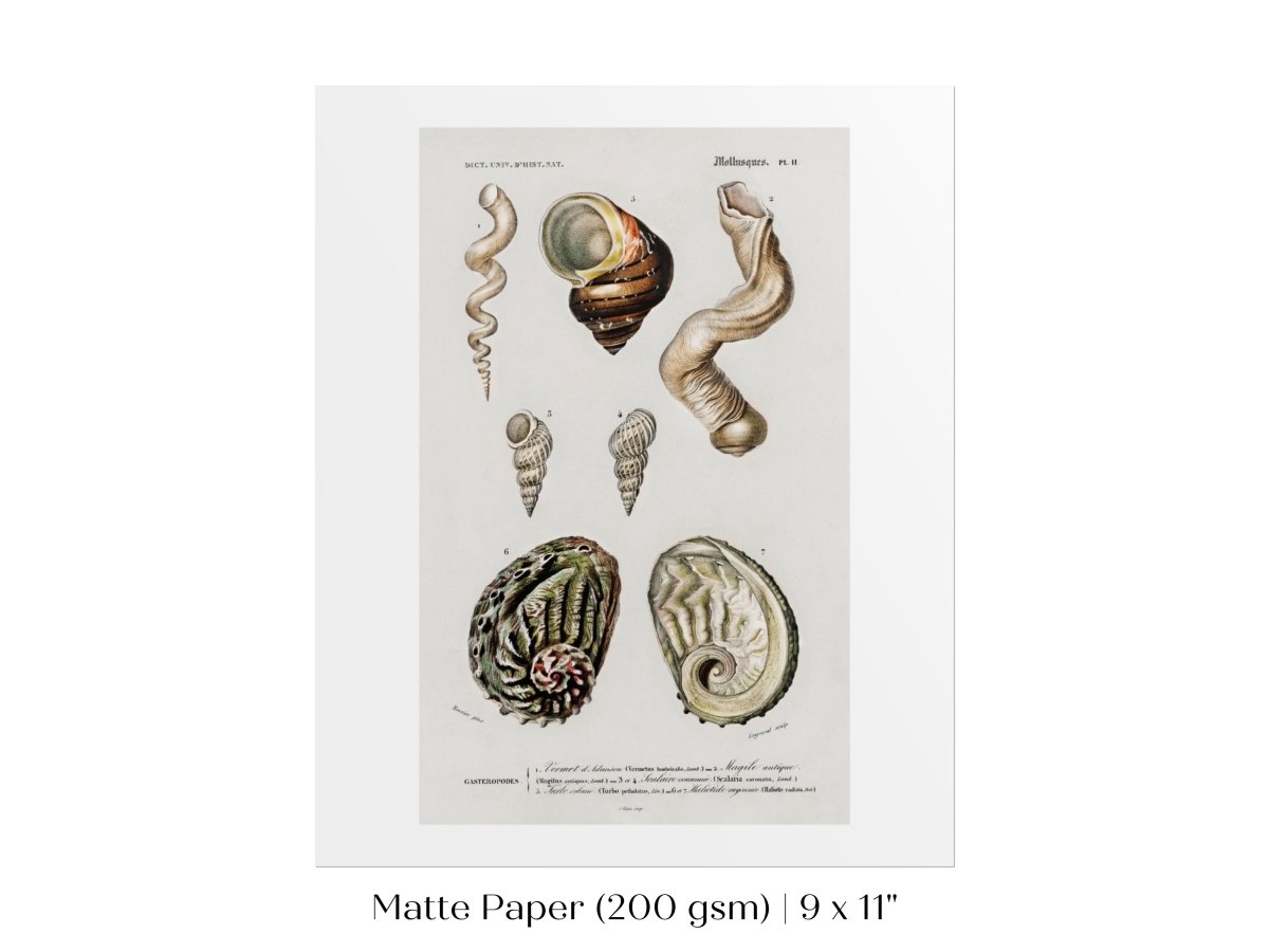 Shell/Mollusk Illustration | P229 - Single Art Prints - Piccolo Fiore Prints