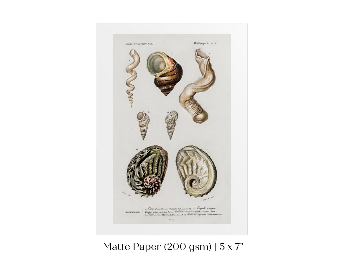 Shell/Mollusk Illustration | P229 - Single Art Prints - Piccolo Fiore Prints