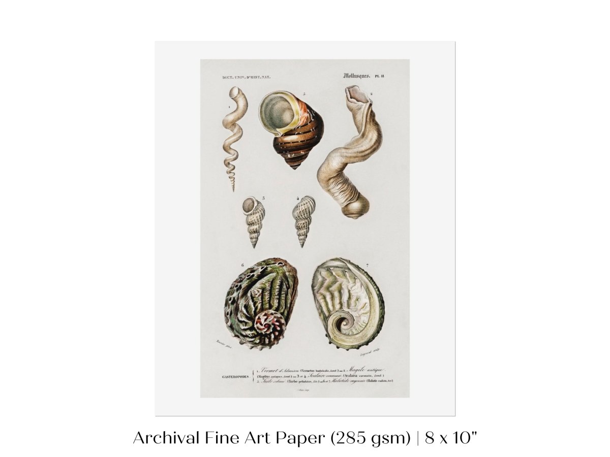 Shell/Mollusk Illustration | P229 - Single Art Prints - Piccolo Fiore Prints