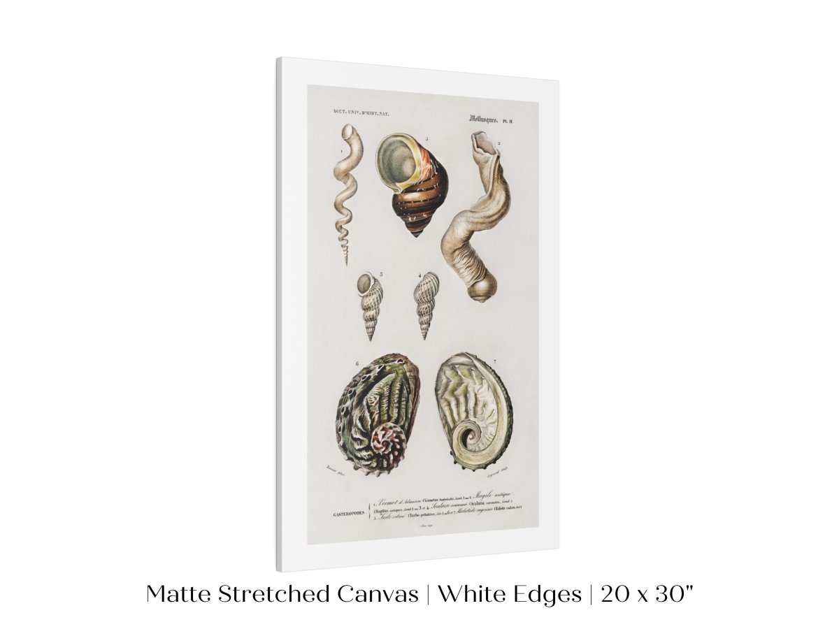 Shell/Mollusk Illustration | P229 - Single Art Prints - Piccolo Fiore Prints