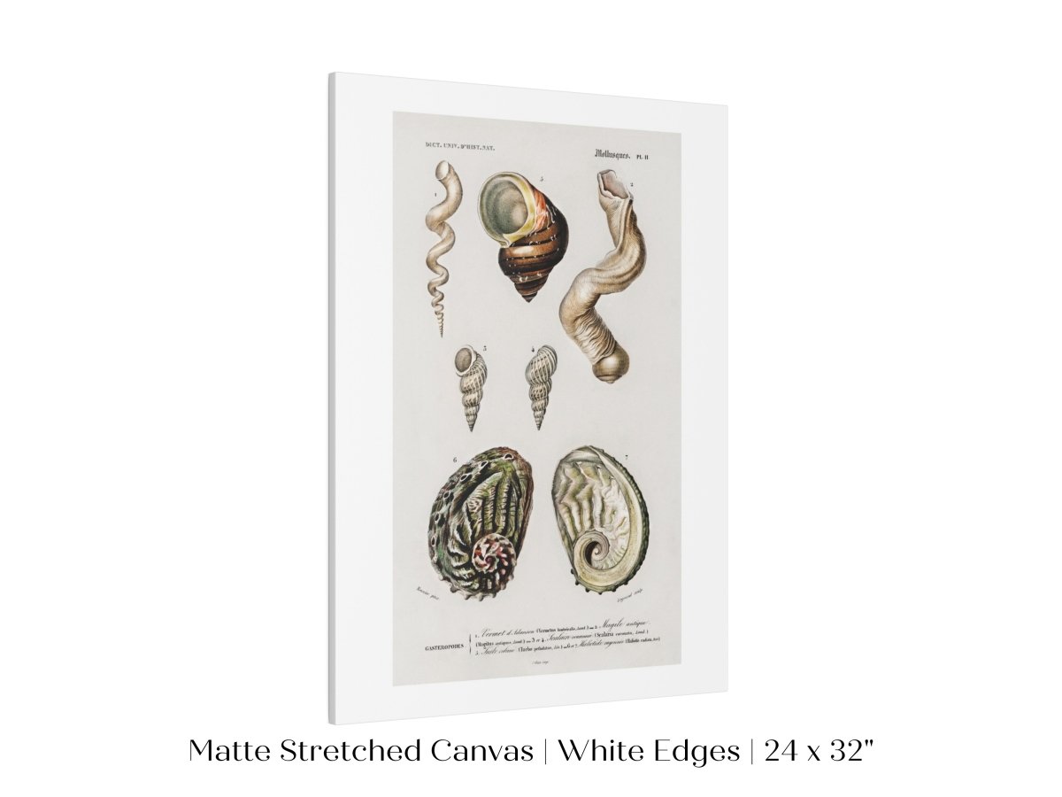 Shell/Mollusk Illustration | P229 - Single Art Prints - Piccolo Fiore Prints