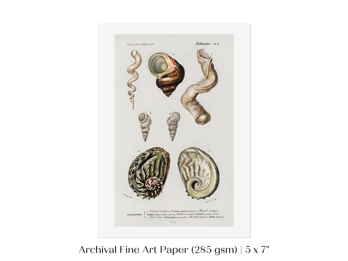 Shell/Mollusk Illustration | P229 - Single Art Prints - Piccolo Fiore Prints