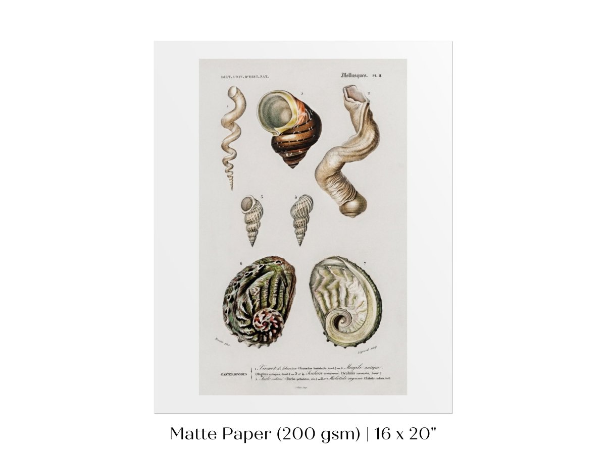 Shell/Mollusk Illustration | P229 - Single Art Prints - Piccolo Fiore Prints