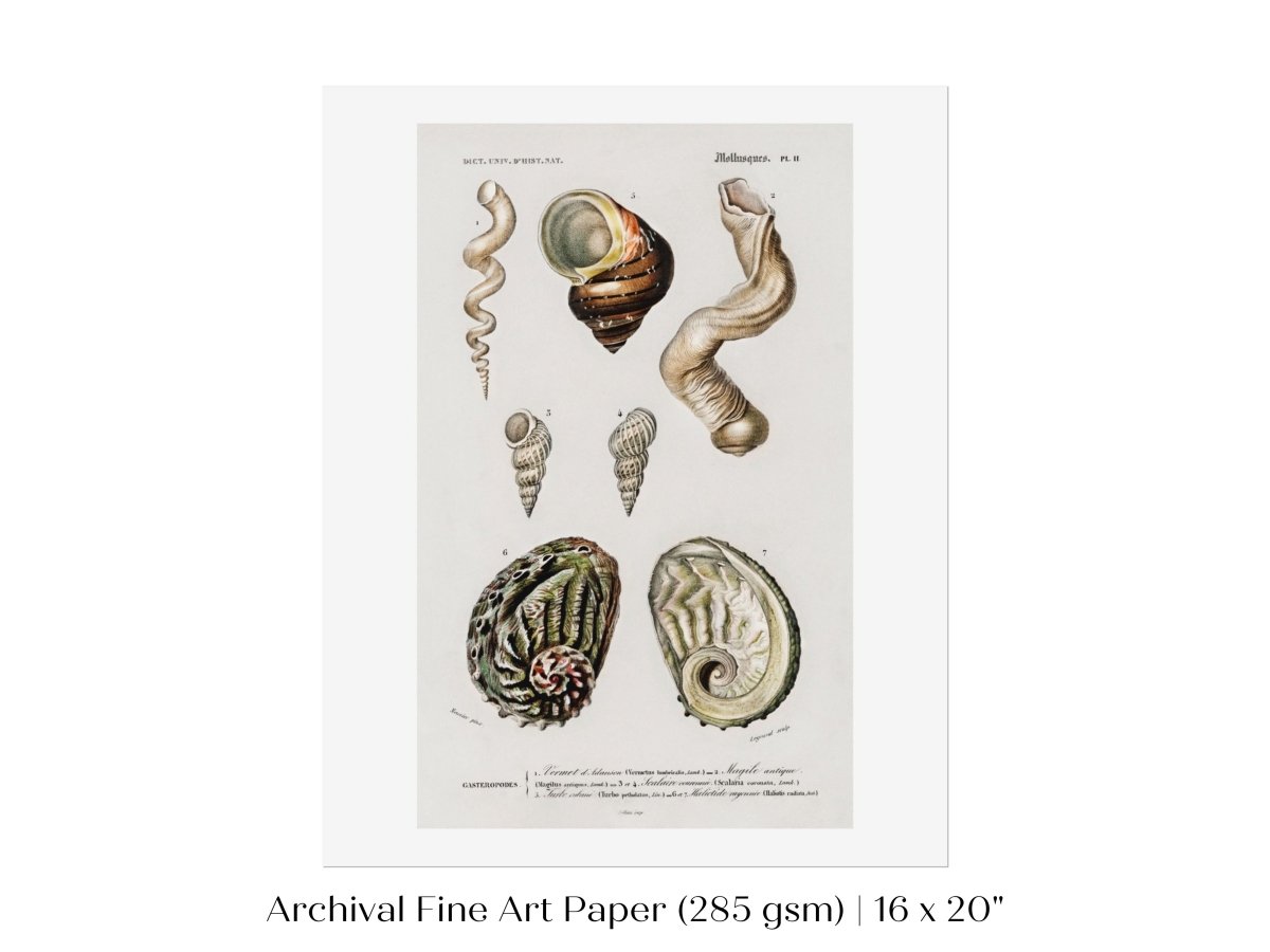 Shell/Mollusk Illustration | P229 - Single Art Prints - Piccolo Fiore Prints