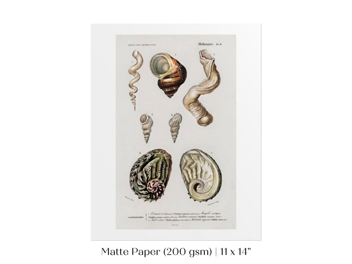 Shell/Mollusk Illustration | P229 - Single Art Prints - Piccolo Fiore Prints
