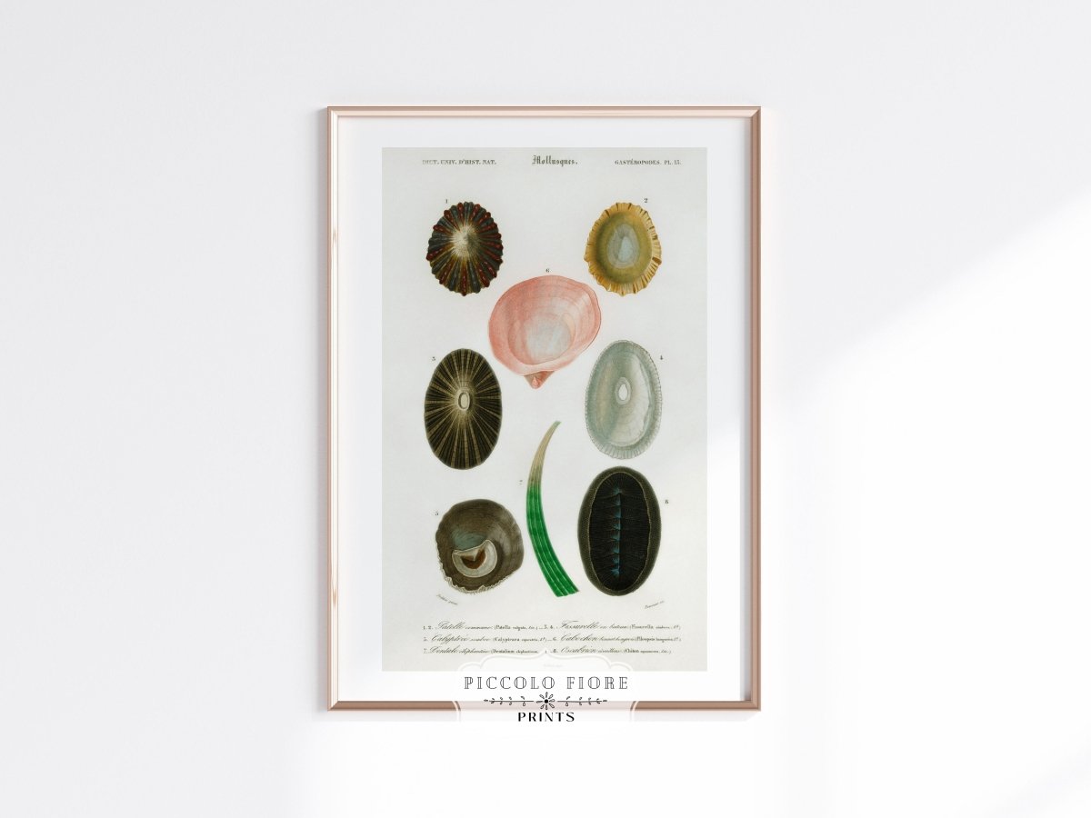 Shell/Mollusk Illustration | P230 - Single Art Prints - Piccolo Fiore Prints