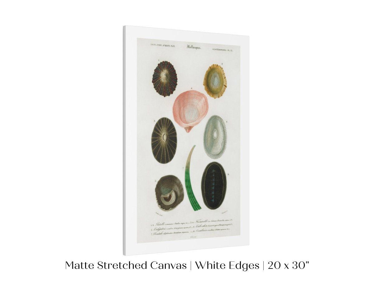 Shell/Mollusk Illustration | P230 - Single Art Prints - Piccolo Fiore Prints