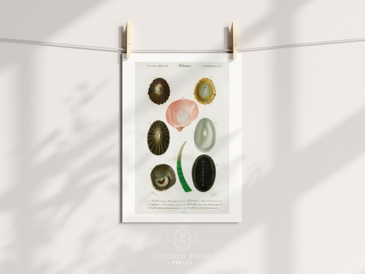 Shell/Mollusk Illustration | P230 - Single Art Prints - Piccolo Fiore Prints