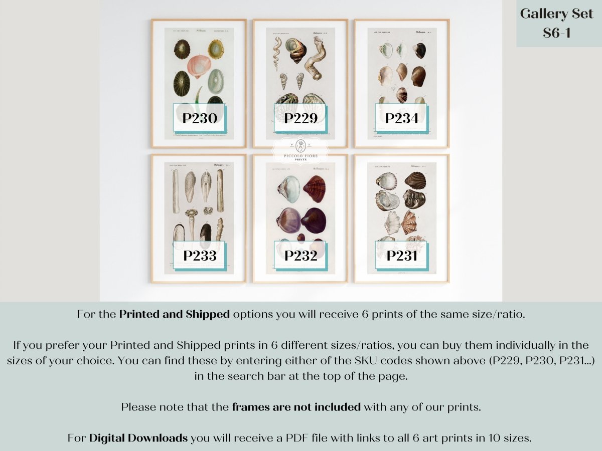 Shell/Mollusk Illustrations | Gallery Wall Set | 6 Prints | S6 - 1 - Gallery Wall Set - Piccolo Fiore Prints