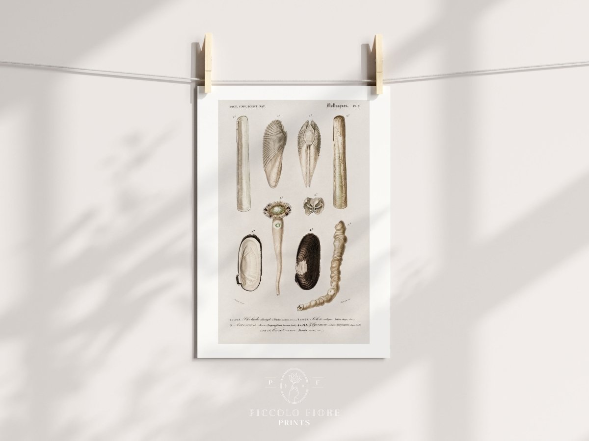 Shell/Mollusk Illustrations | Gallery Wall Set | 6 Prints | S6 - 1 - Gallery Wall Set - Piccolo Fiore Prints