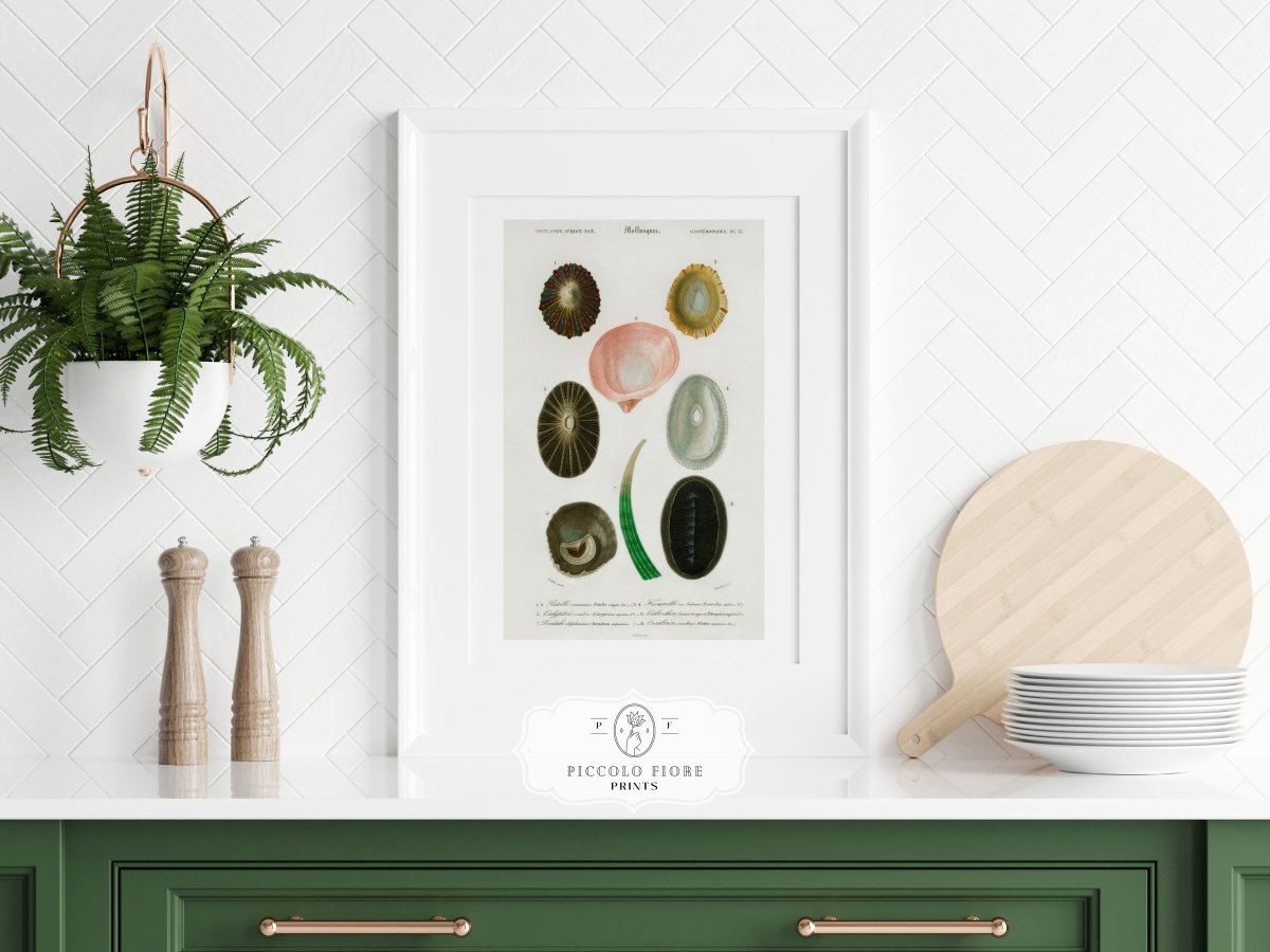 Shell/Mollusk Illustrations | Gallery Wall Set | 6 Prints | S6 - 1 - Gallery Wall Set - Piccolo Fiore Prints