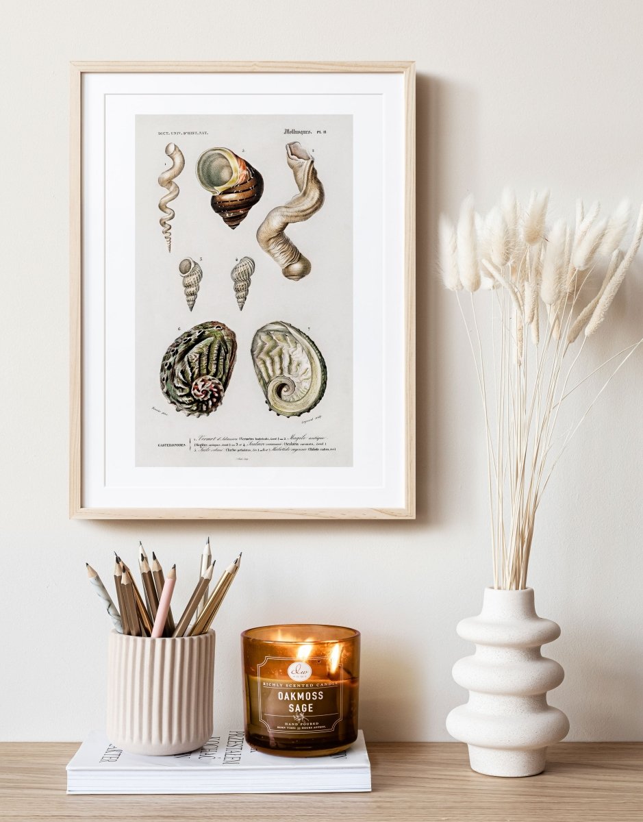 Shell/Mollusk Illustrations | Gallery Wall Set | 6 Prints | S6 - 1 - Gallery Wall Set - Piccolo Fiore Prints