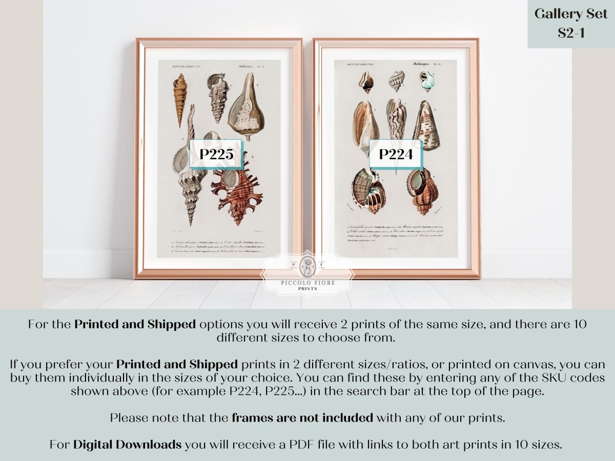Shell/Mollusk Watercolour Illustrations | Gallery Wall Set | 2 Prints | S2 - 1 - Gallery Wall Set - Piccolo Fiore Prints