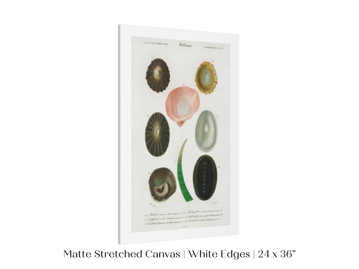 Shells/Mollusks Illustration| P231 - Single Art Prints - Piccolo Fiore Prints