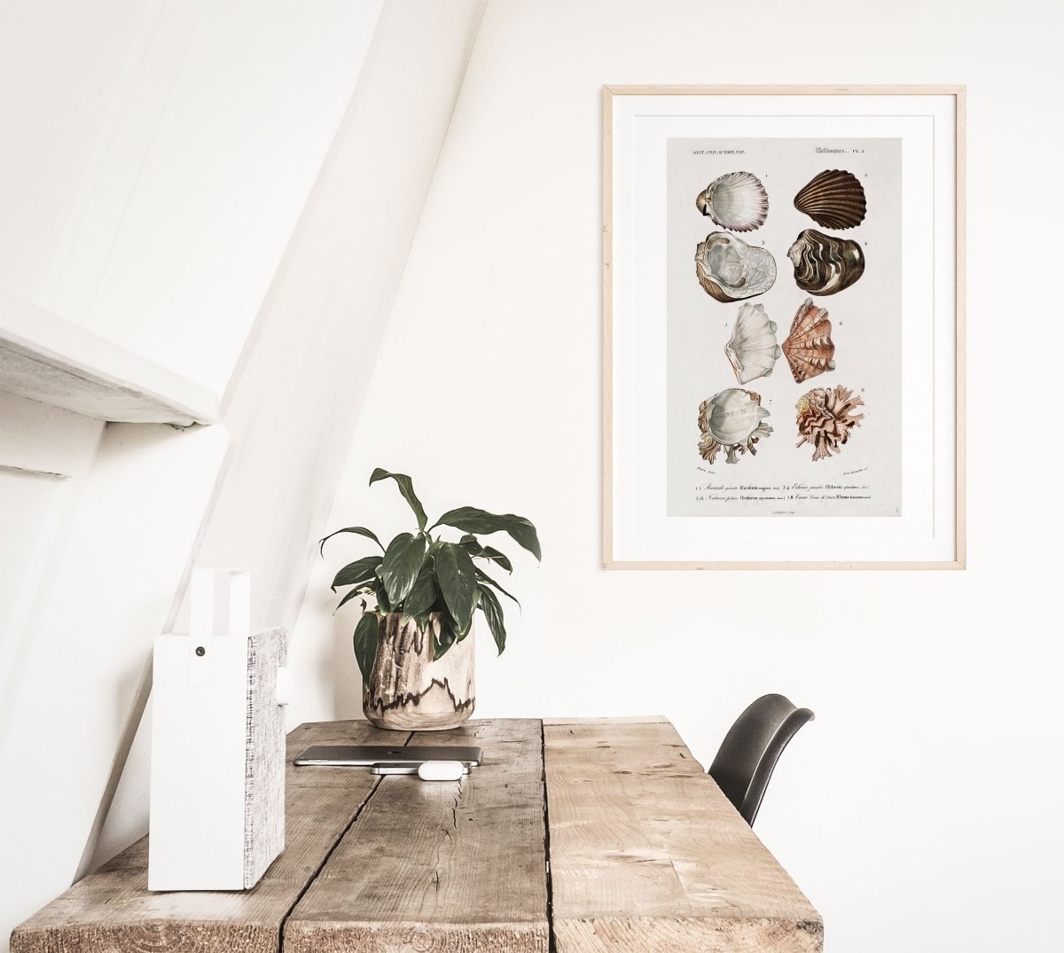 Shells/Mollusks Illustration| P231 - Single Art Prints - Piccolo Fiore Prints