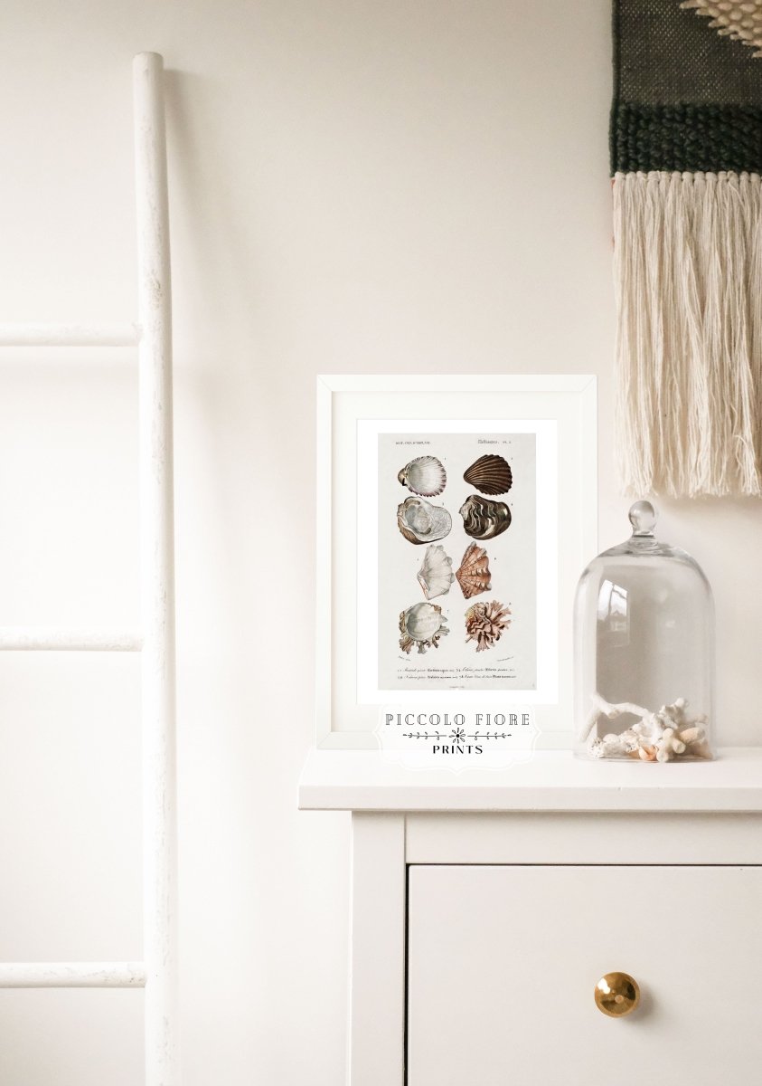Shells/Mollusks Illustration| P231 - Single Art Prints - Piccolo Fiore Prints