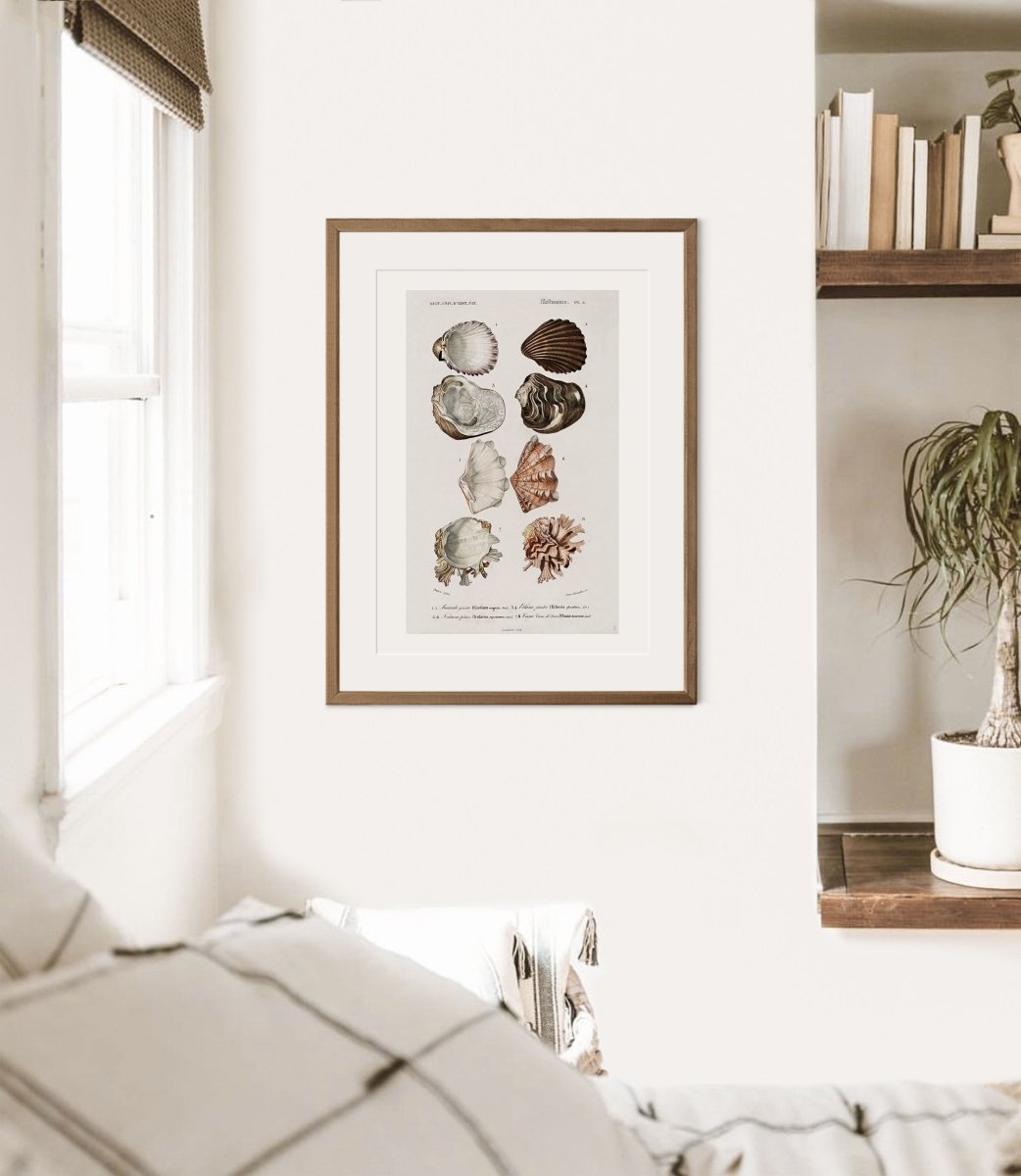 Shells/Mollusks Illustration| P231 - Single Art Prints - Piccolo Fiore Prints