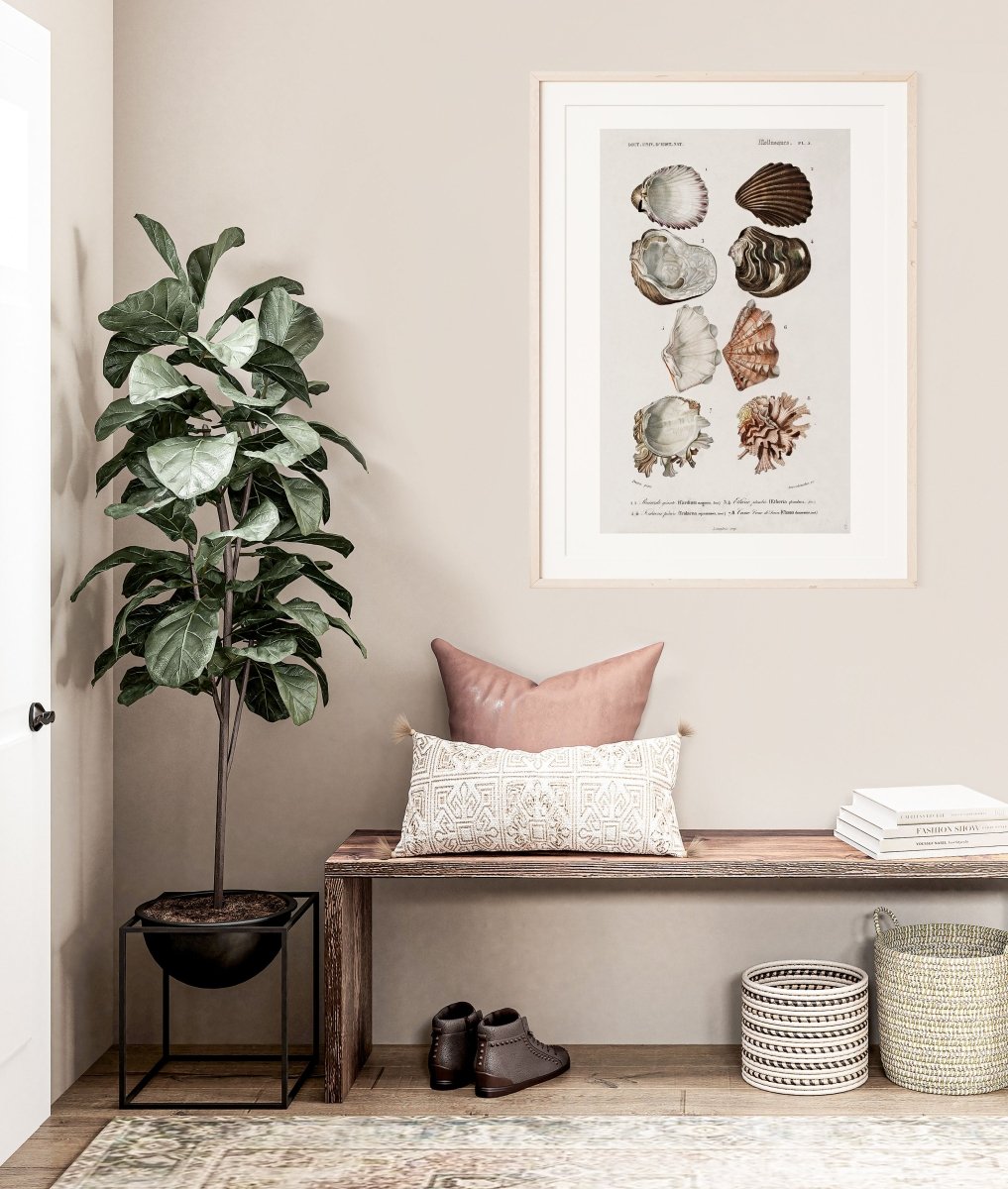 Shells/Mollusks Illustration| P231 - Single Art Prints - Piccolo Fiore Prints