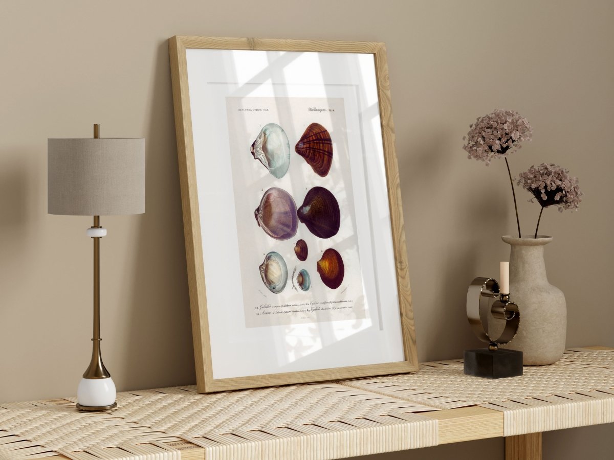 Shells/Mollusks Illustration | P232 - Single Art Prints - Piccolo Fiore Prints