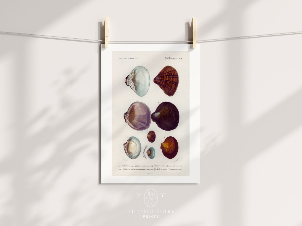 Shells/Mollusks Illustration | P232 - Single Art Prints - Piccolo Fiore Prints