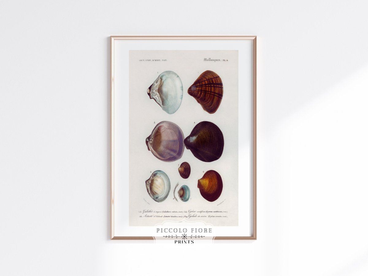 Shells/Mollusks Illustration | P232 - Single Art Prints - Piccolo Fiore Prints