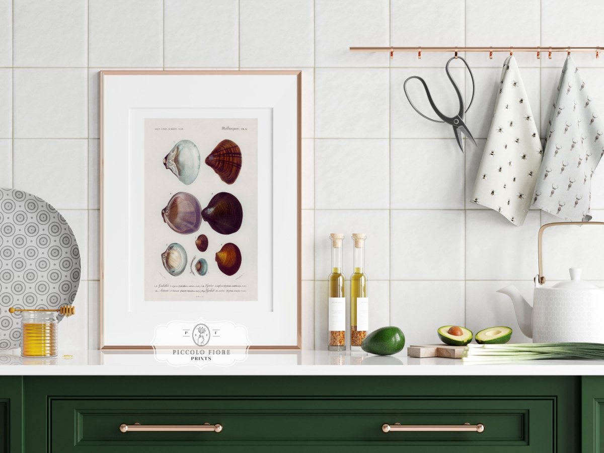 Shells/Mollusks Illustration | P232 - Single Art Prints - Piccolo Fiore Prints