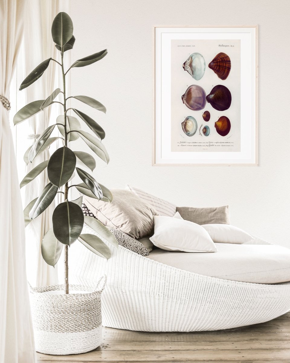 Shells/Mollusks Illustration | P232 - Single Art Prints - Piccolo Fiore Prints
