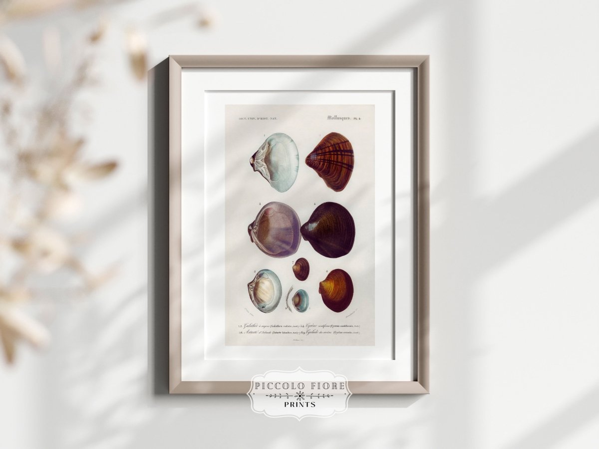Shells/Mollusks Illustration | P232 - Single Art Prints - Piccolo Fiore Prints