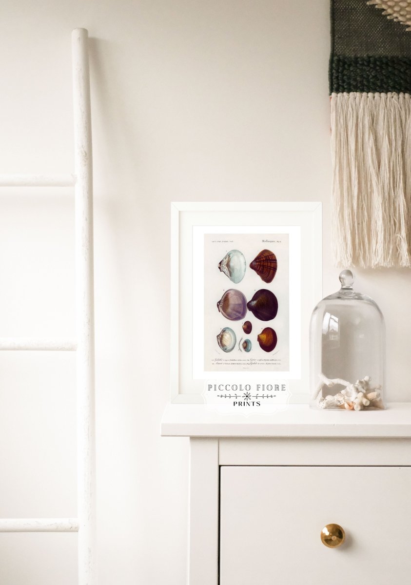 Shells/Mollusks Illustration | P232 - Single Art Prints - Piccolo Fiore Prints
