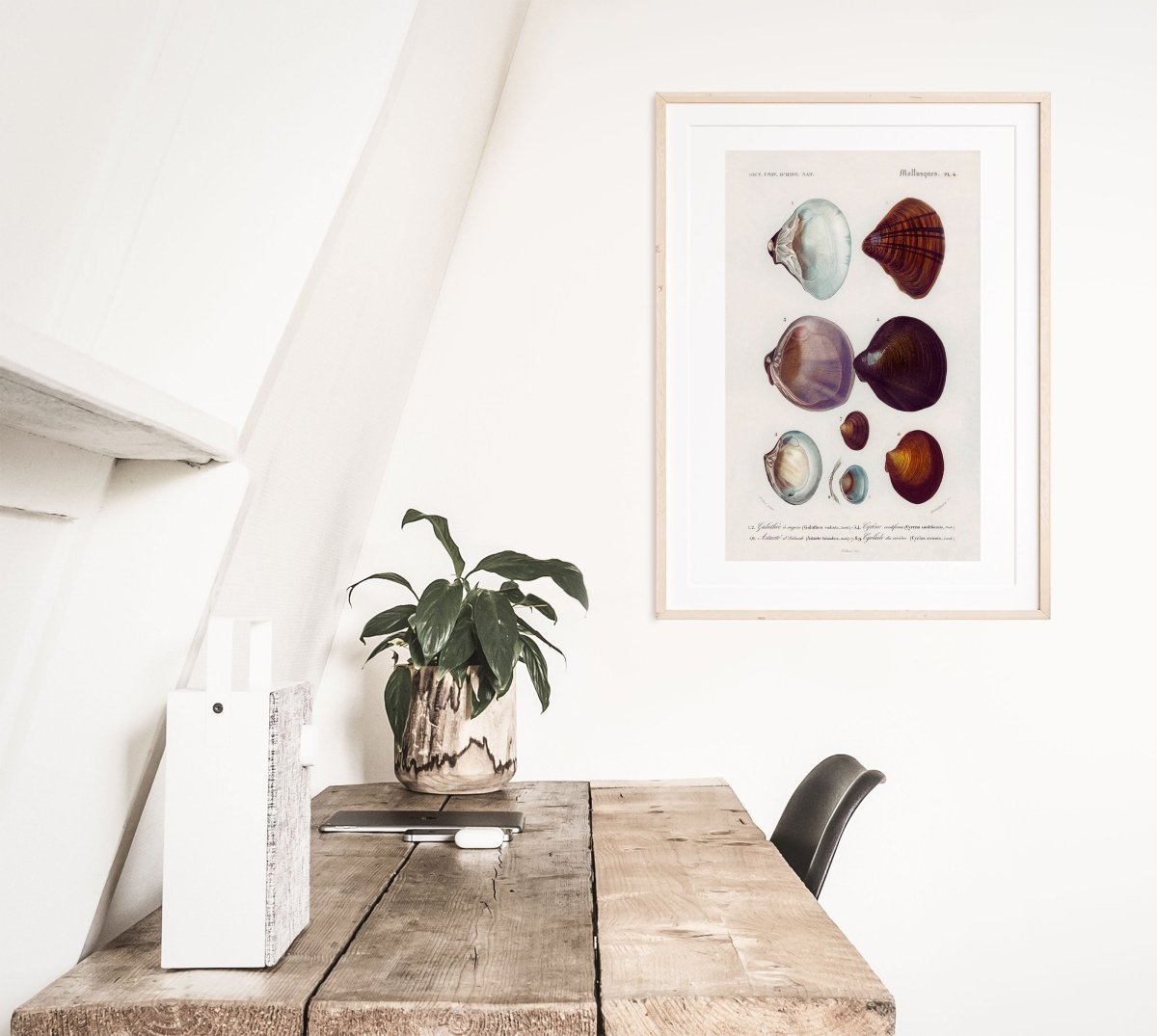 Shells/Mollusks Illustration | P232 - Single Art Prints - Piccolo Fiore Prints