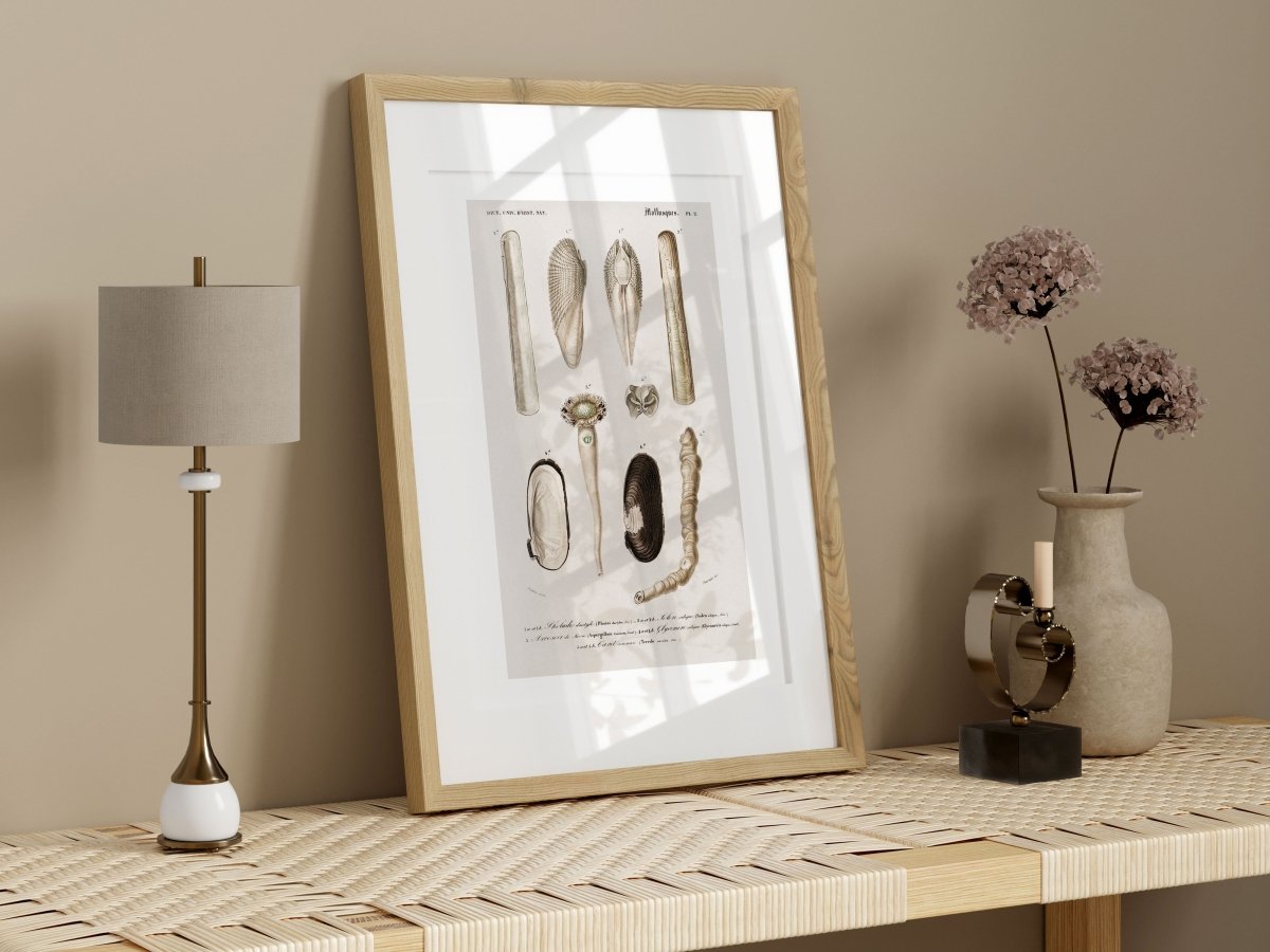 Shells/Mollusks Illustration | P233 - Single Art Prints - Piccolo Fiore Prints