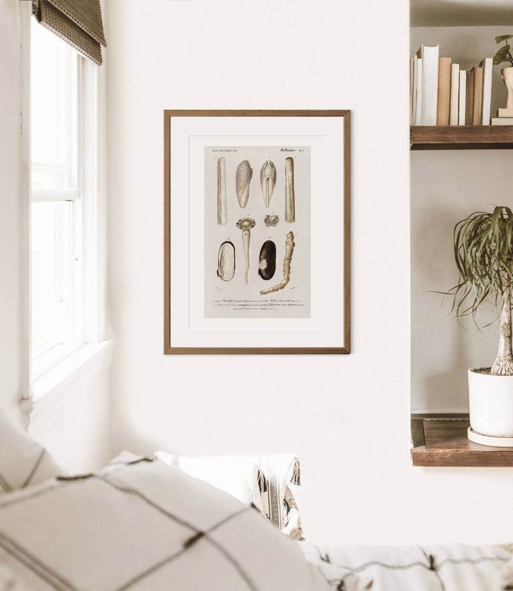 Shells/Mollusks Illustration | P233 - Single Art Prints - Piccolo Fiore Prints