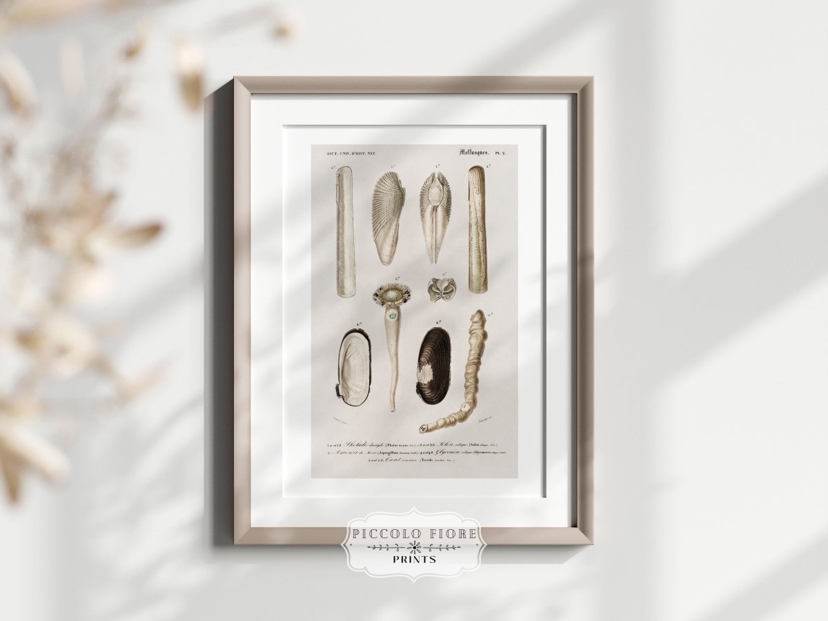 Shells/Mollusks Illustration | P233 - Single Art Prints - Piccolo Fiore Prints