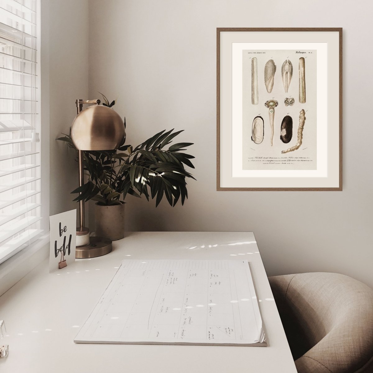 Shells/Mollusks Illustration | P233 - Single Art Prints - Piccolo Fiore Prints