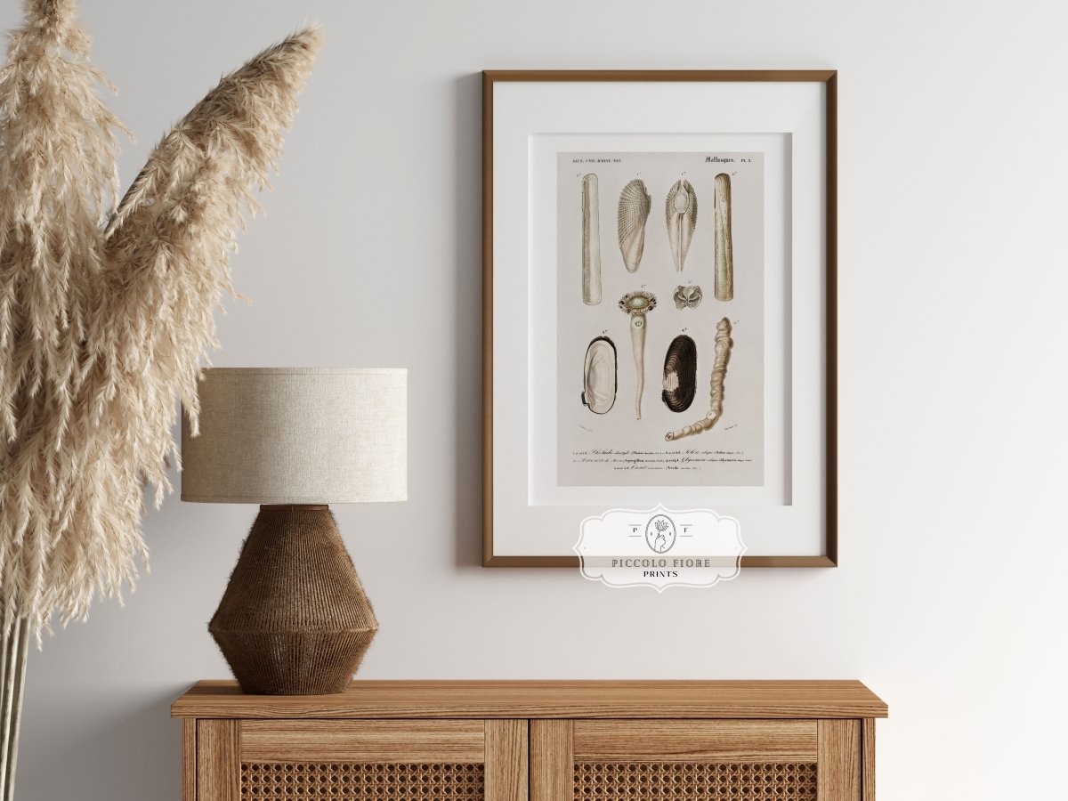 Shells/Mollusks Illustration | P233 - Single Art Prints - Piccolo Fiore Prints