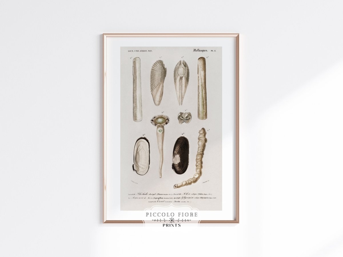 Shells/Mollusks Illustration | P233 - Single Art Prints - Piccolo Fiore Prints