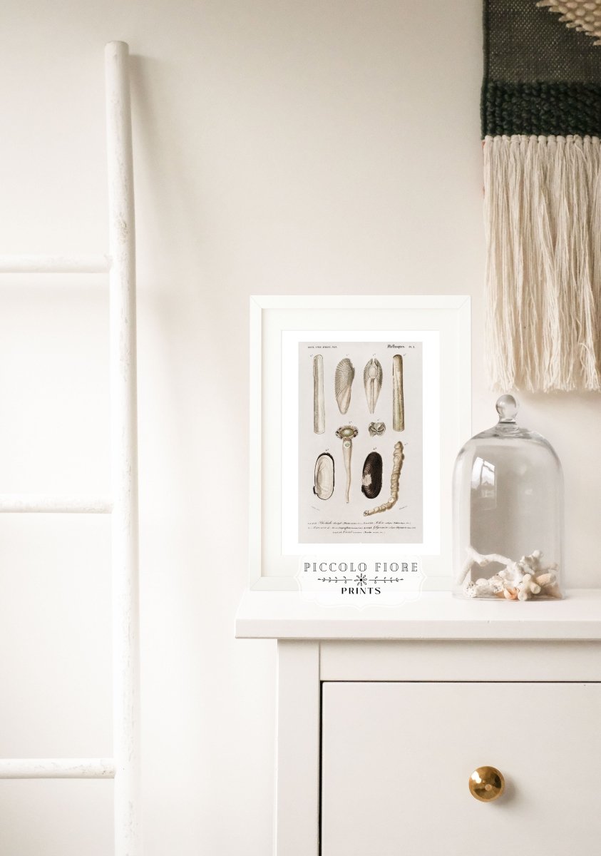 Shells/Mollusks Illustration | P233 - Single Art Prints - Piccolo Fiore Prints