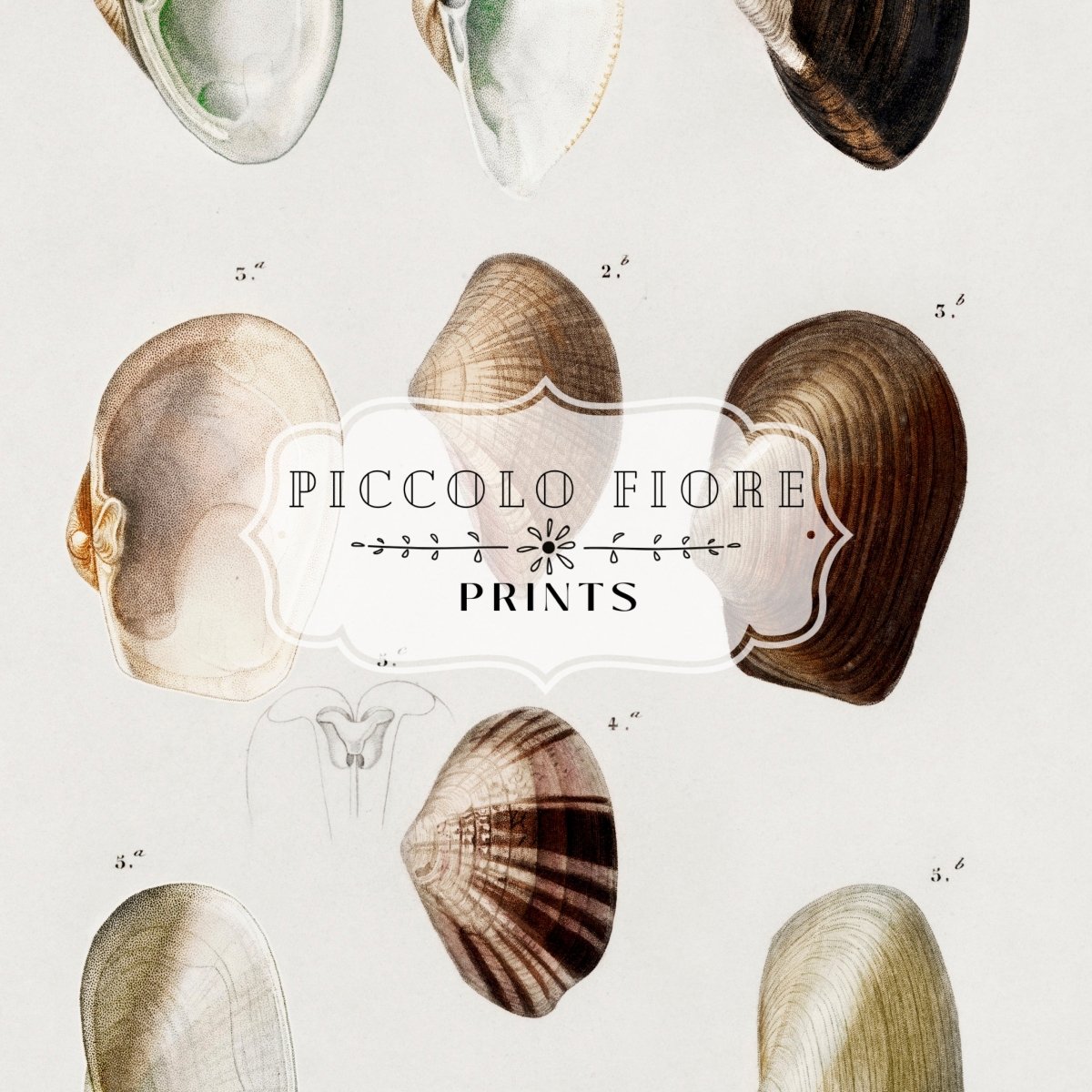 Shells/Mollusks | P234 - Single Art Prints - Piccolo Fiore Prints