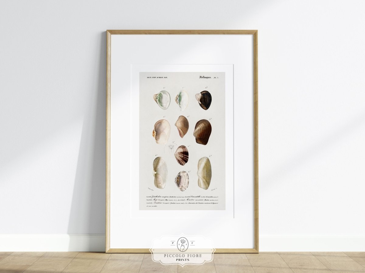 Shells/Mollusks | P234 - Single Art Prints - Piccolo Fiore Prints
