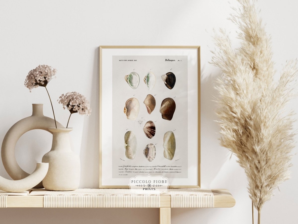 Shells/Mollusks | P234 - Single Art Prints - Piccolo Fiore Prints