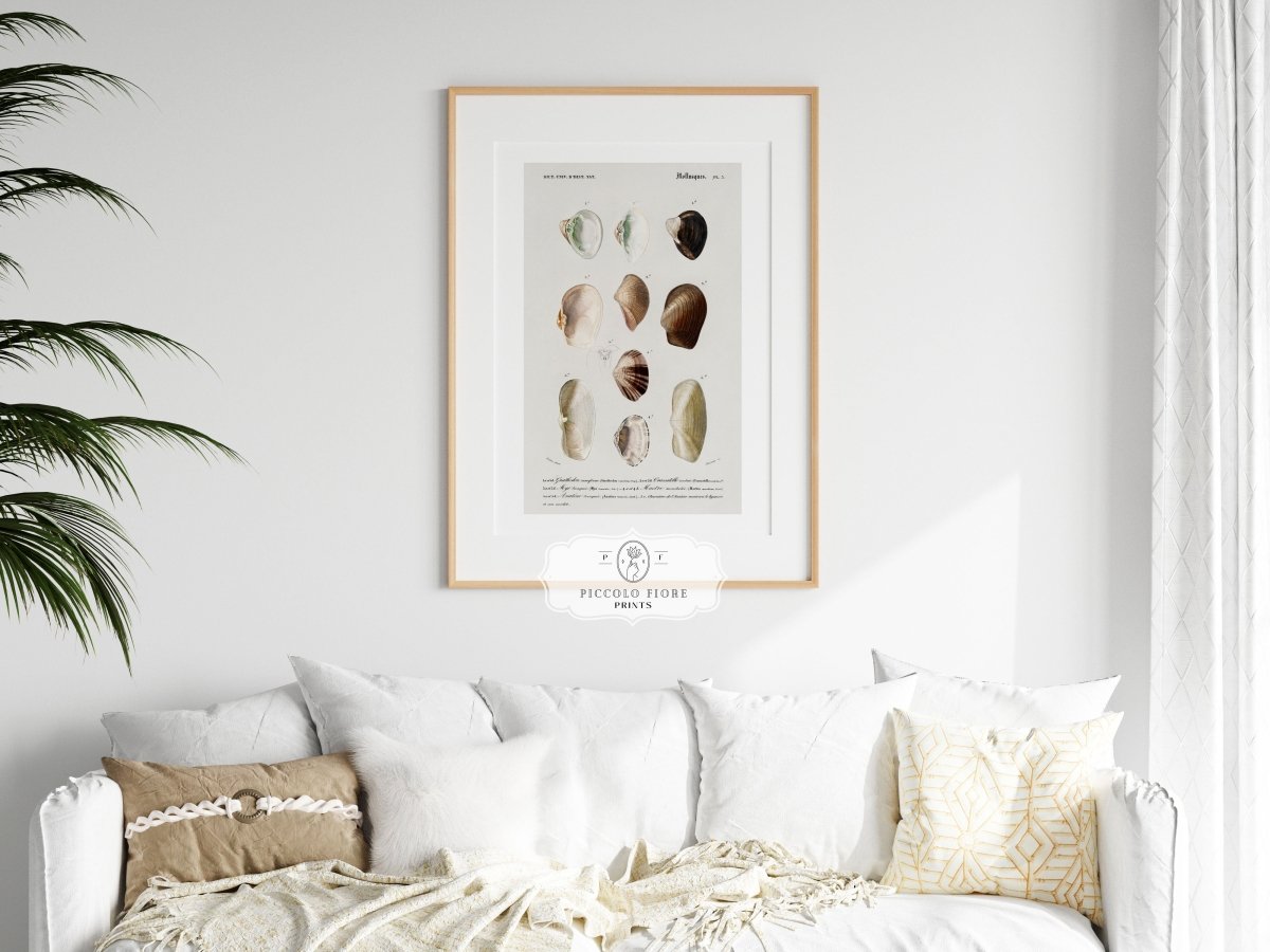 Shells/Mollusks | P234 - Single Art Prints - Piccolo Fiore Prints