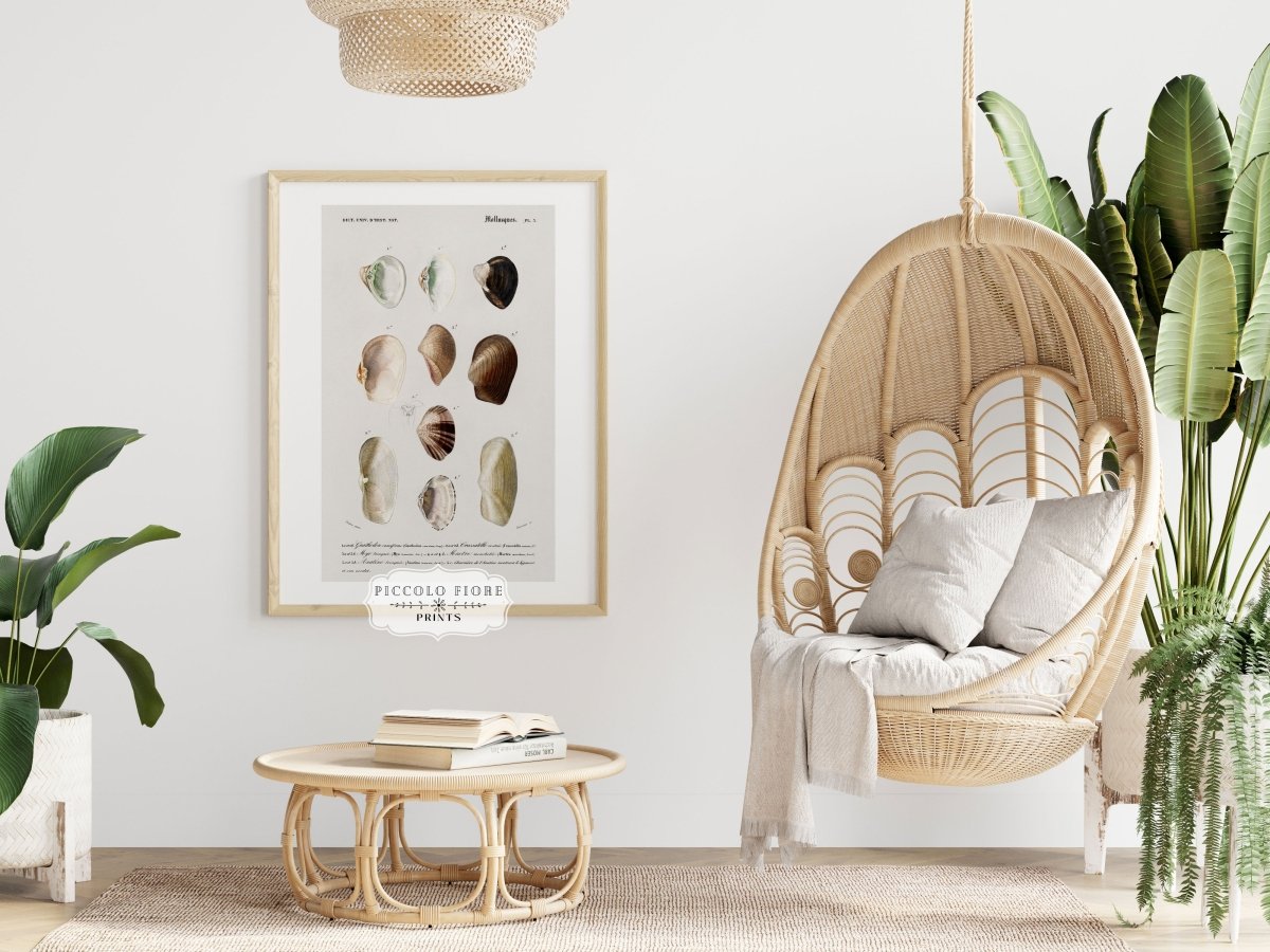 Shells/Mollusks | P234 - Single Art Prints - Piccolo Fiore Prints