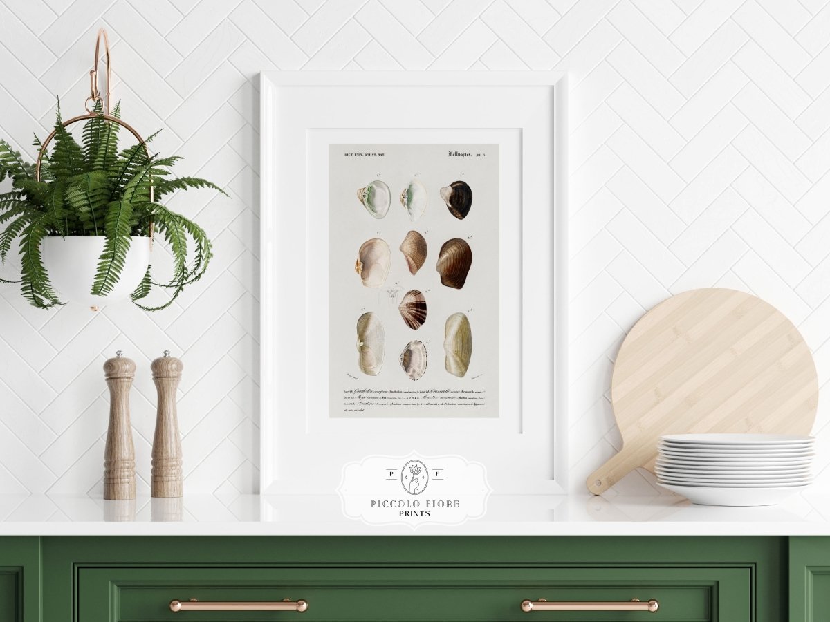Shells/Mollusks | P234 - Single Art Prints - Piccolo Fiore Prints