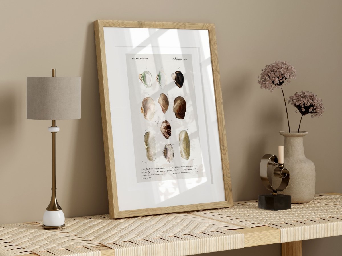 Shells/Mollusks | P234 - Single Art Prints - Piccolo Fiore Prints