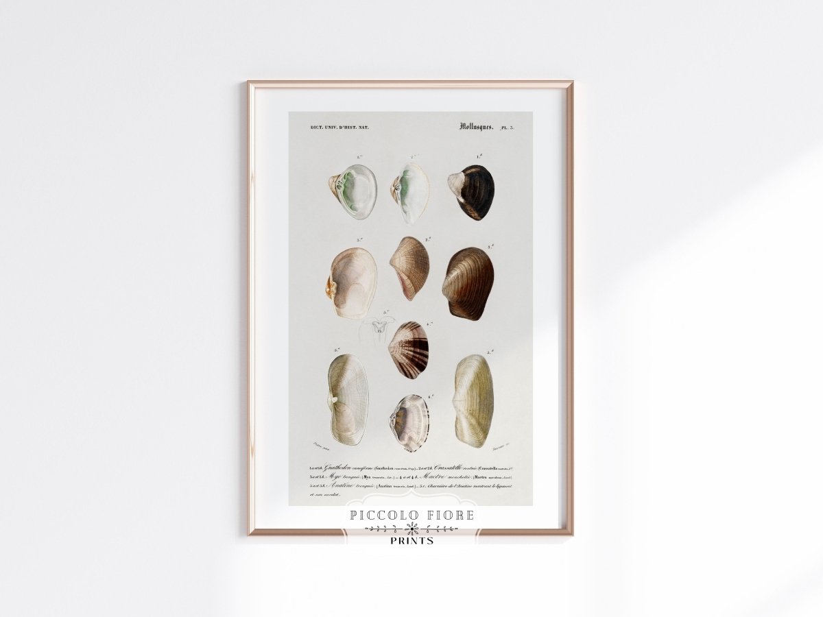 Shells/Mollusks | P234 - Single Art Prints - Piccolo Fiore Prints