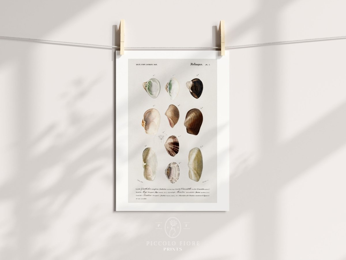 Shells/Mollusks | P234 - Single Art Prints - Piccolo Fiore Prints