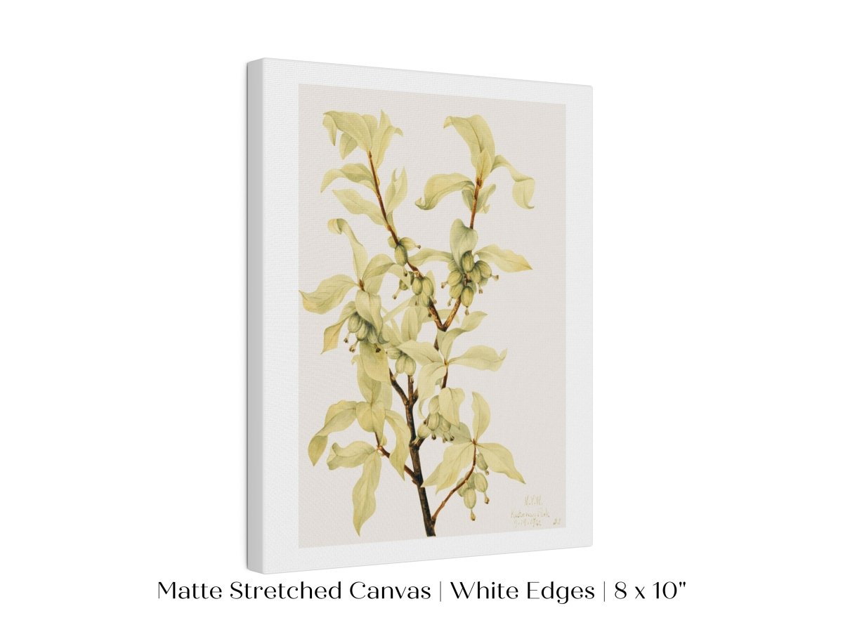 Silverberry Illustration | P350 - Single Art Prints - Piccolo Fiore Prints