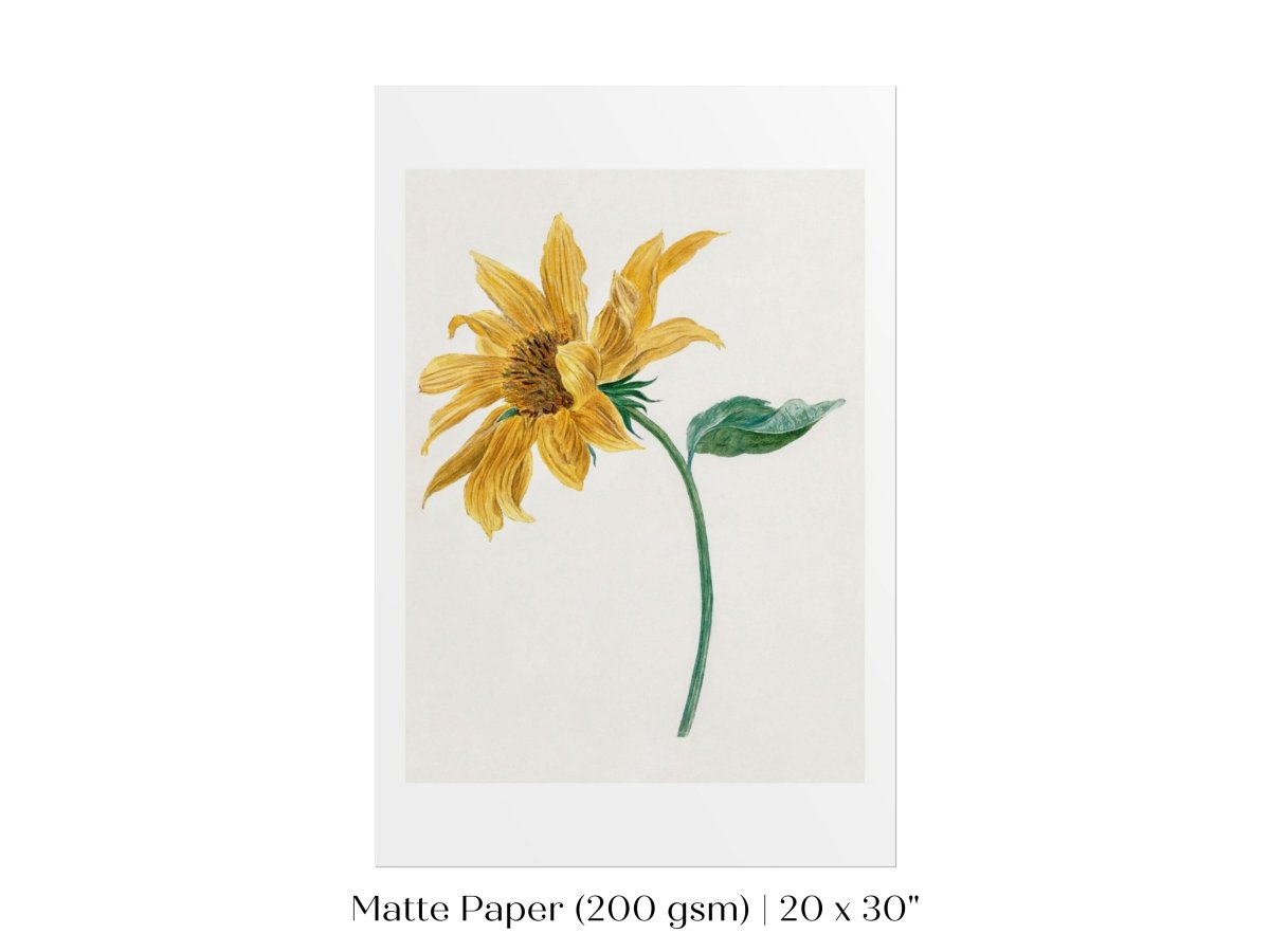 Single Sunflower | P368 - Single Art Prints - Piccolo Fiore Prints